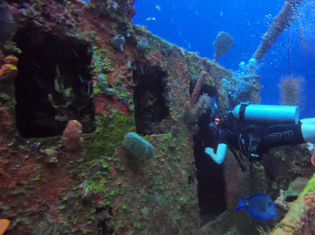 Bas Harts Diving Curacao-威廉斯塔德必去景点