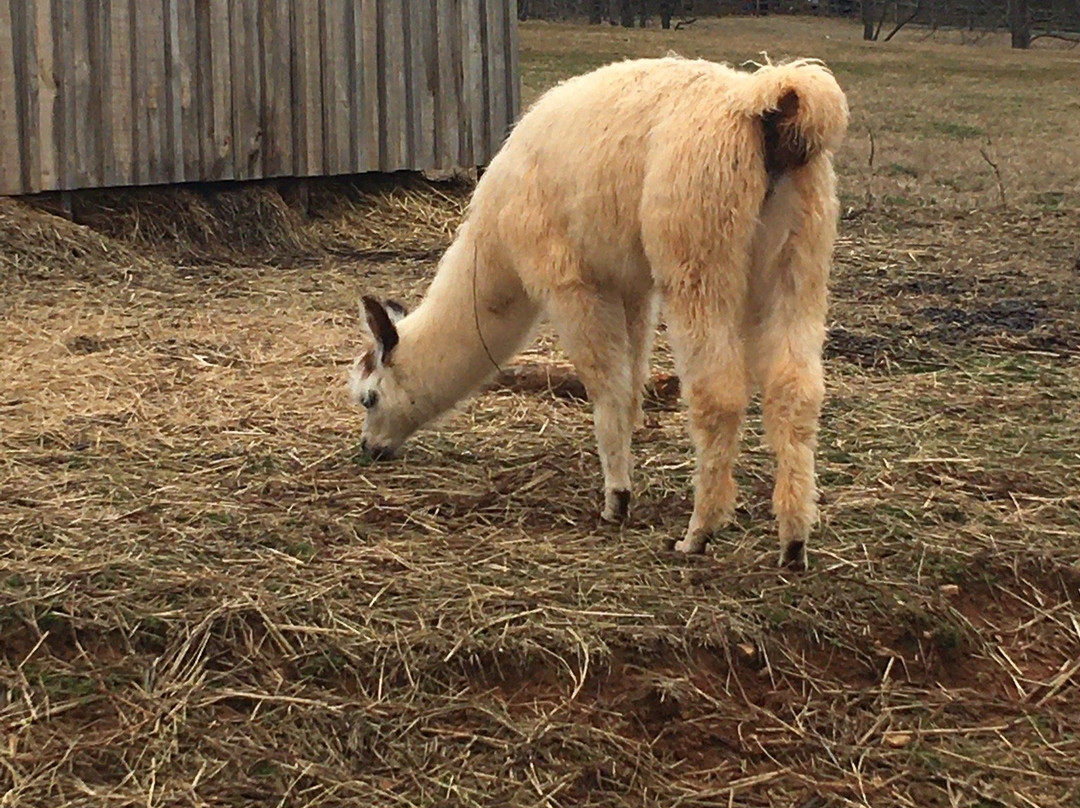 Divine Llama Vineyards-East Bend必去景点