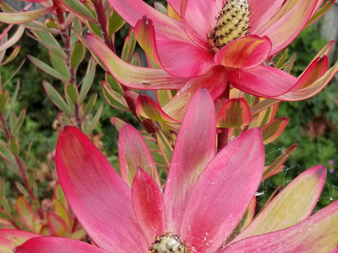 Cambria Nursery and Florist景点图片