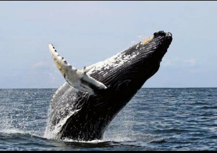 Isla de la Plata-Machalilla National Park必去景点