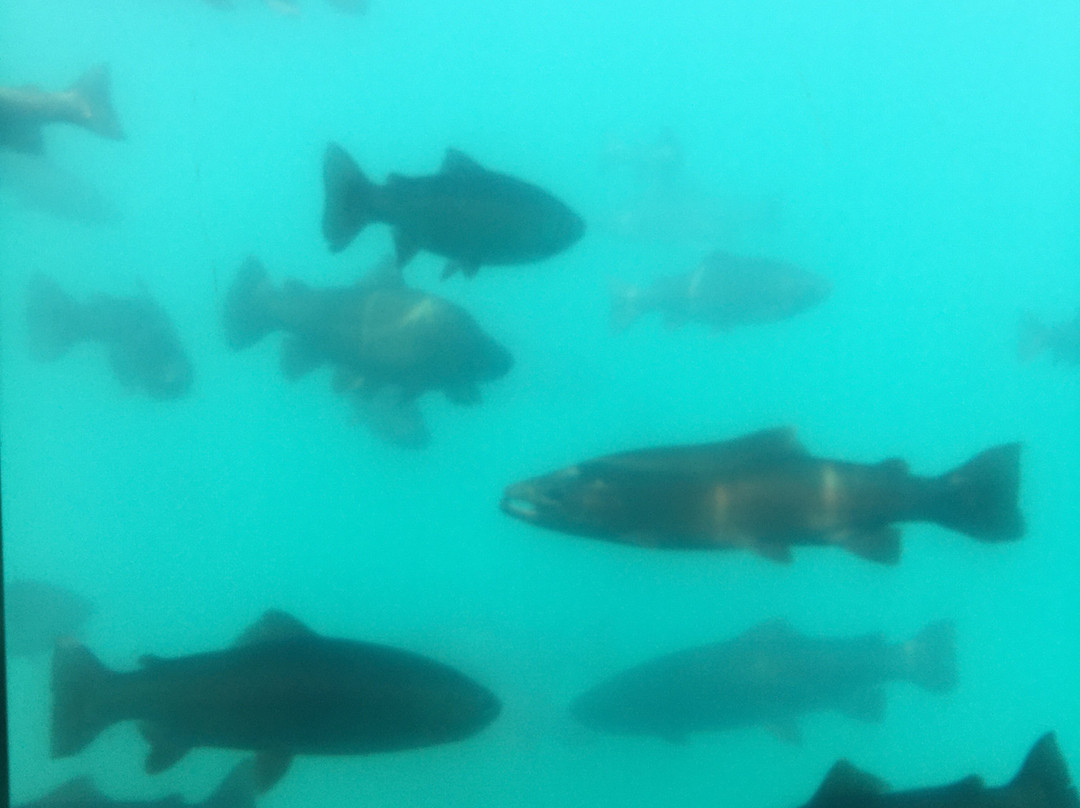 世界水族馆景点图片