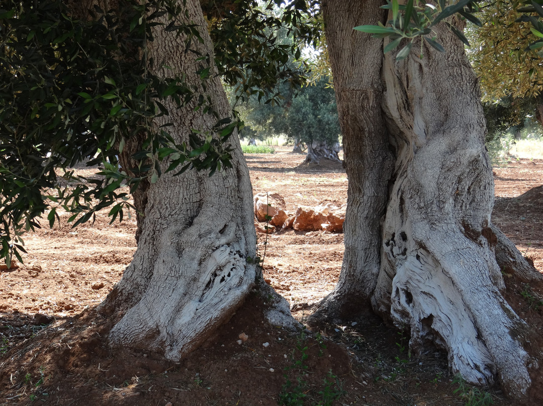 Serrano旅游攻略图片