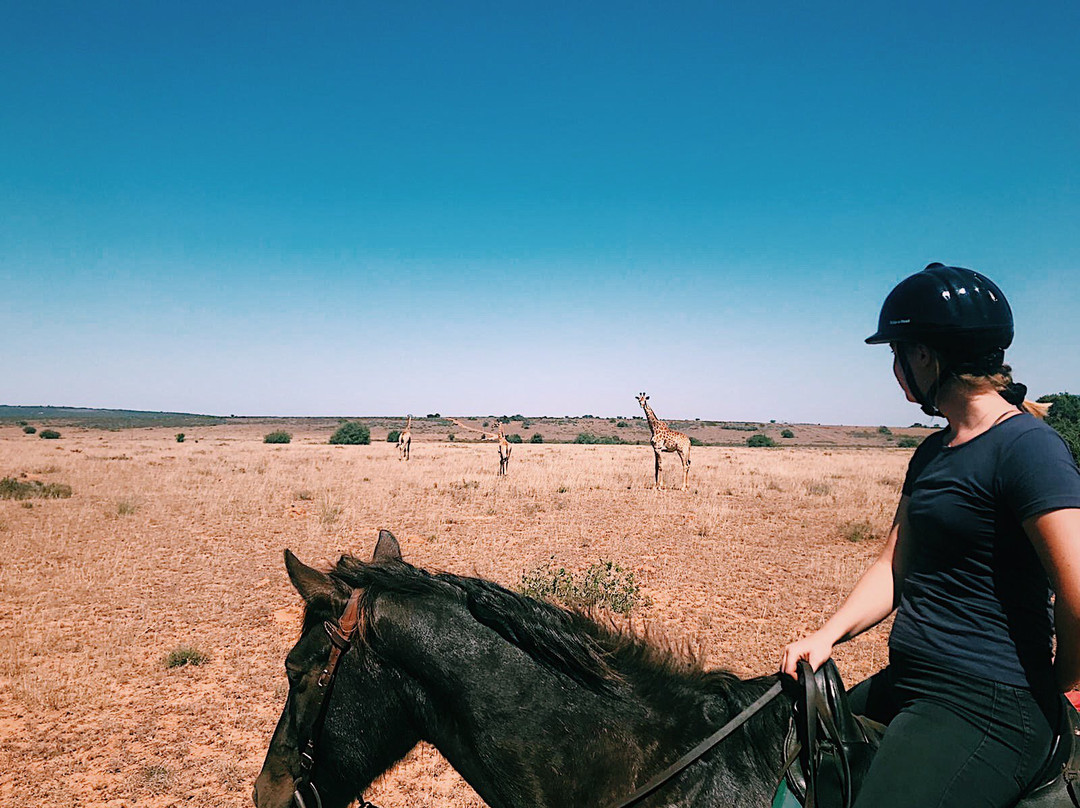 Amakhala Horse Trails-伊丽莎白港必去景点