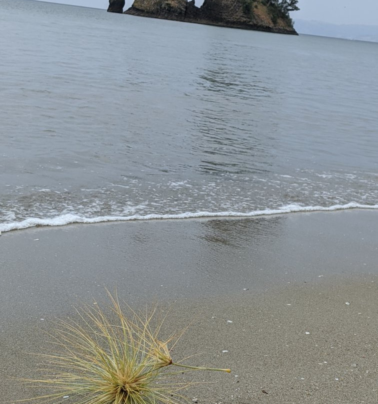 Whangapoua Beach景点图片