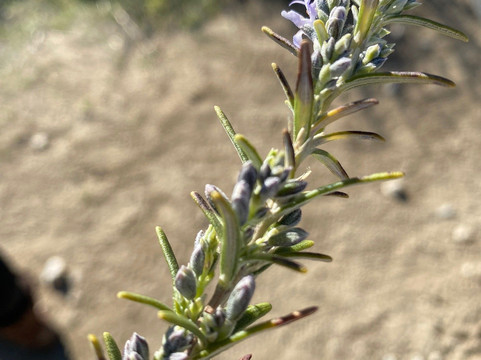 Nevada Guides -  Day Tours-格拉纳达必去景点