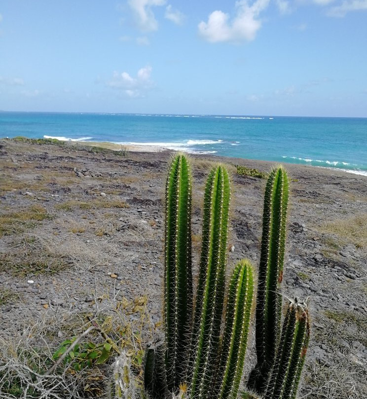 Cap Macre-Le Marin必去景点