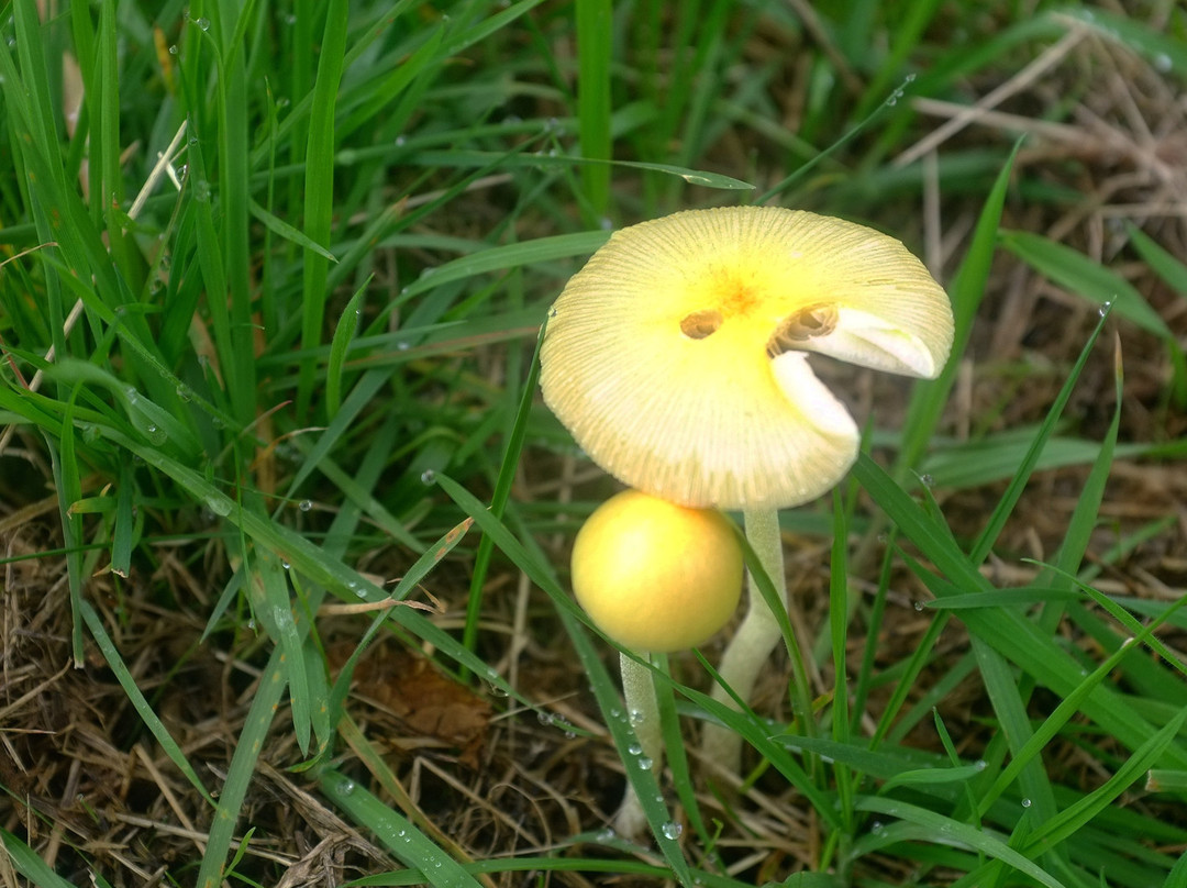 Waseley Hills Country Park-伯明翰必去景点