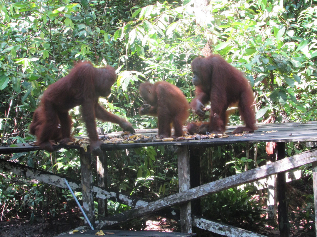 Camp Leakey-Central Kalimantan必去景点