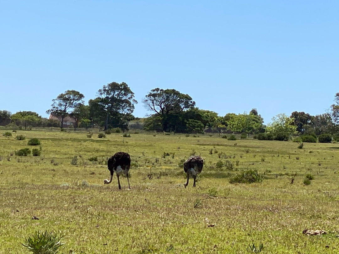 Peter Giddy Guided Tours-伊丽莎白港必去景点