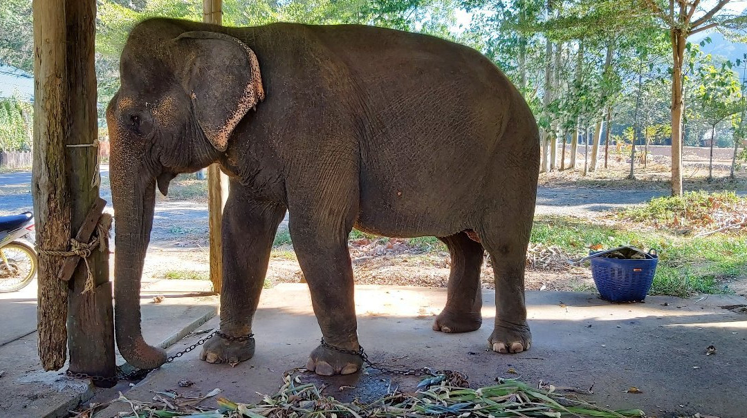 Ban Kwan大象营-象岛必去景点