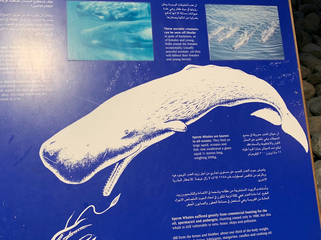 Natural History Museum-马斯喀特必去景点