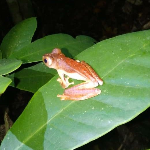 库巴国家公园-古晋必去景点