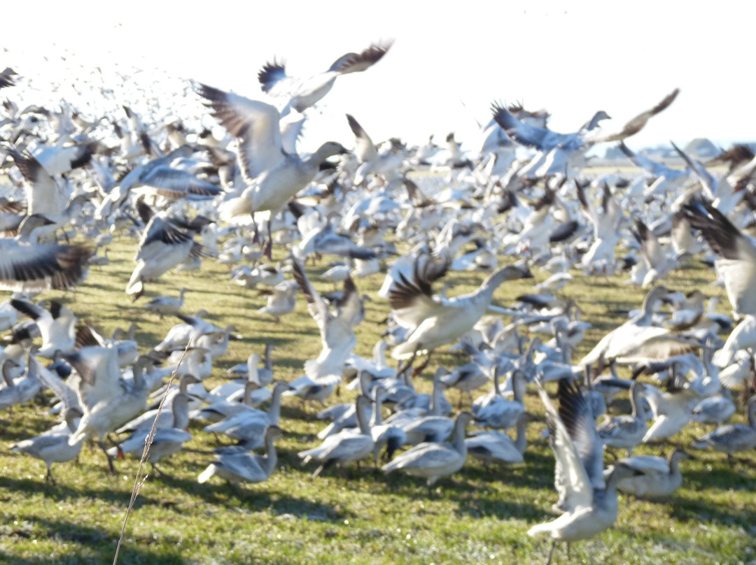 Fir Island Snow Goose Reserve-Conway必去景点