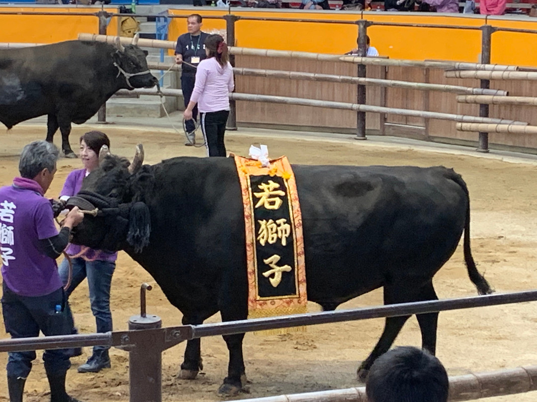 Uwajima City Bullfighting Arena-宇和岛市必去景点