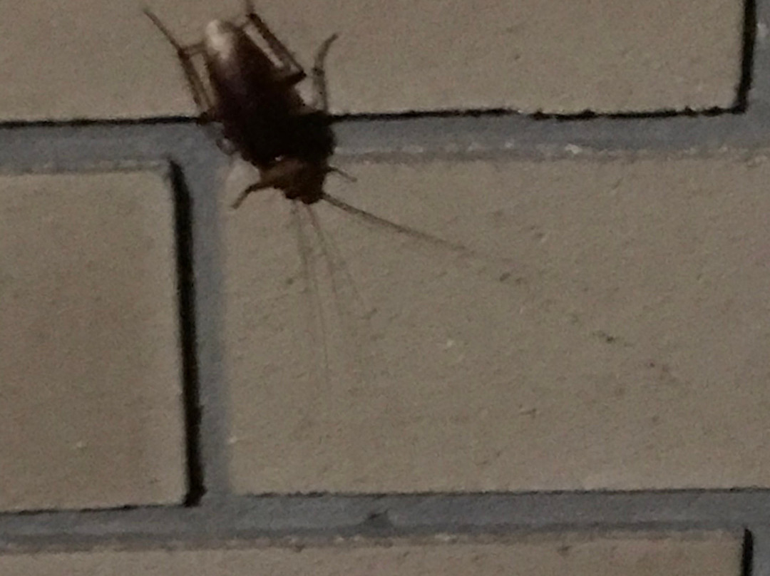 Chermside Motor Inn主图