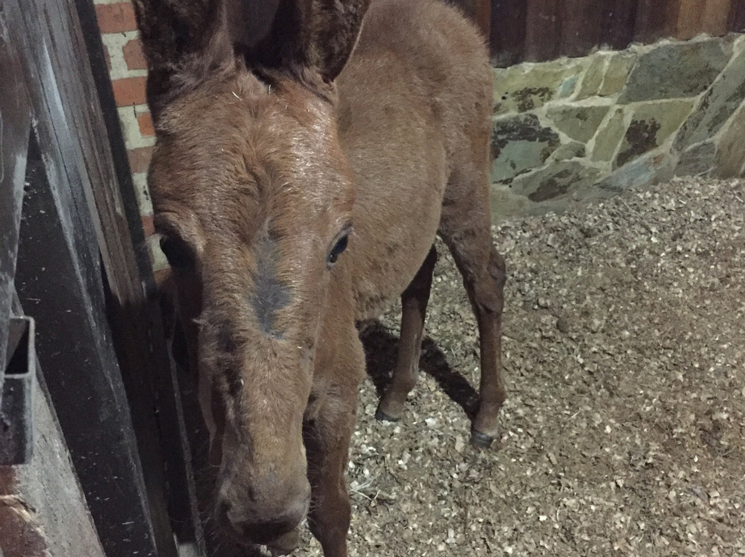 La Victoria Hotel Campestre主图