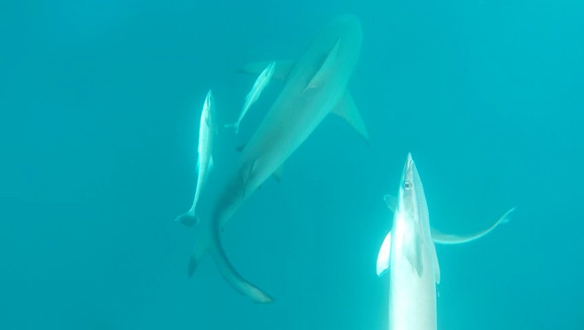 Dive In Adventure Tours景点图片