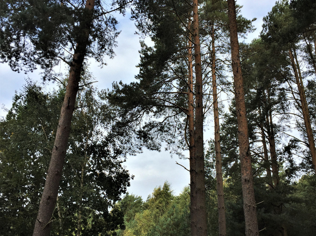 Dersingham Bog-Dersingham必去景点