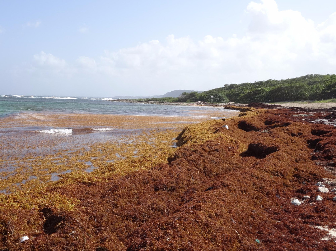 La Plage De L'anse Maurice-Petit-Canal必去景点