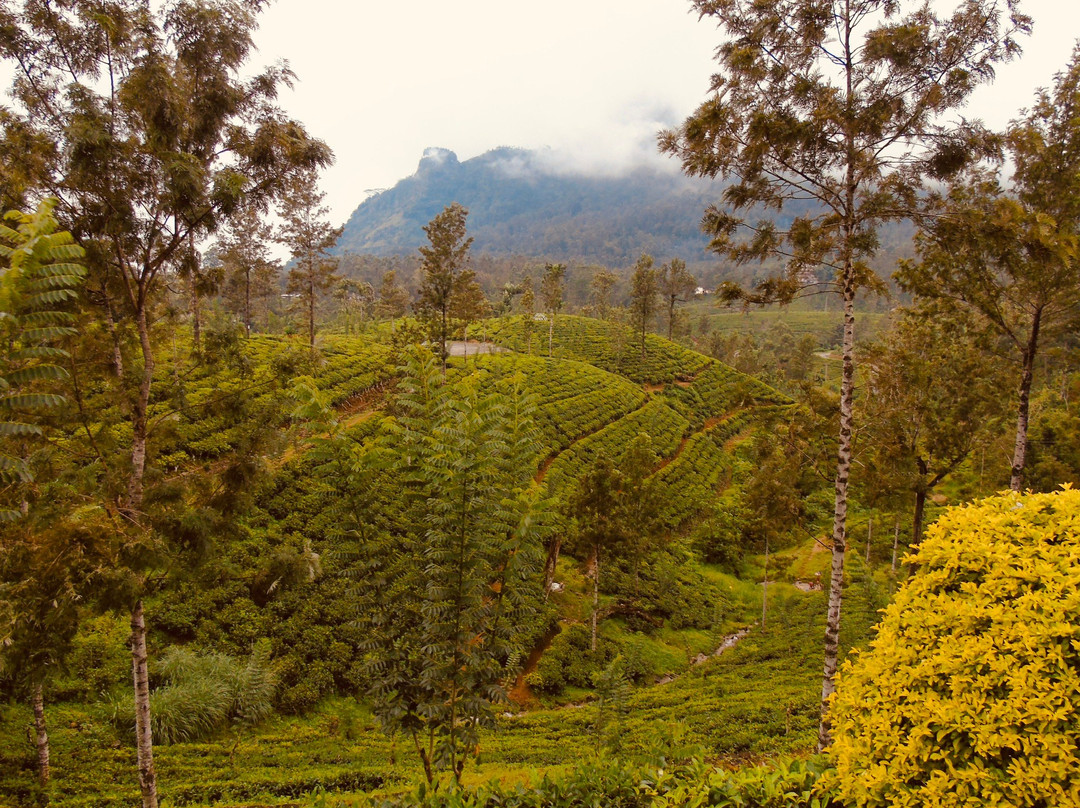 L S L Adventure Travels & Tours-Marawila必去景点