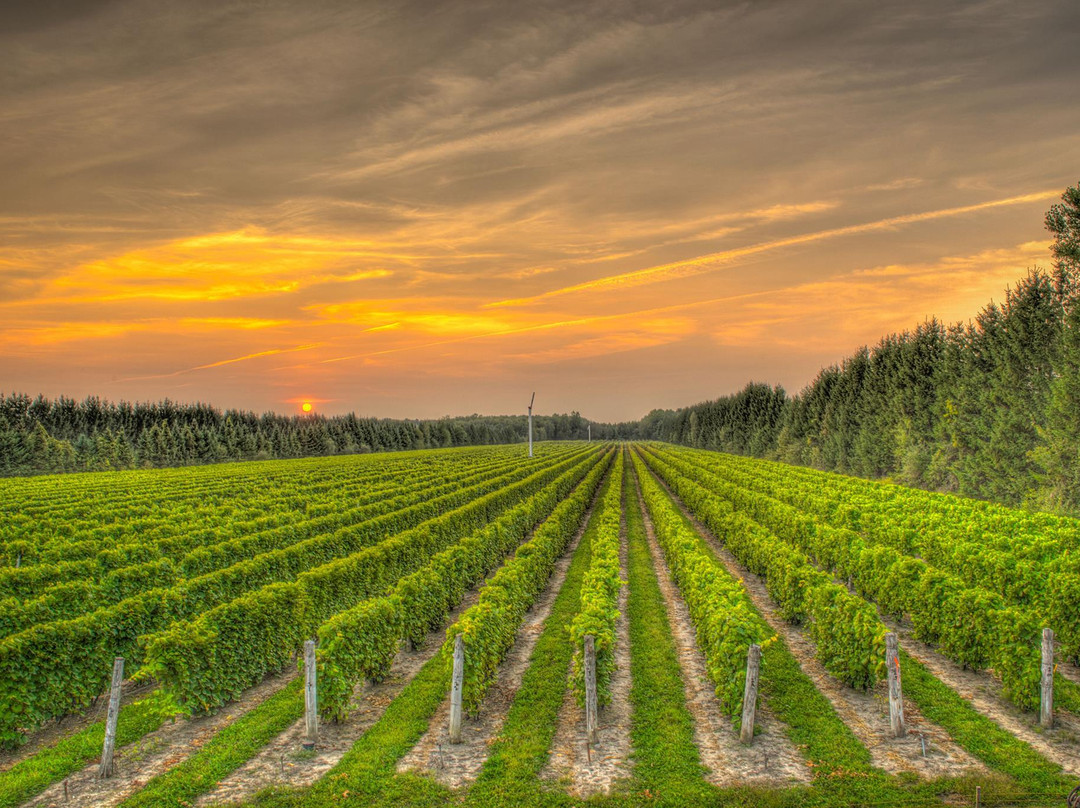 Saint-Roch-de-Richelieu旅游景点-Vignoble CARONE Wines