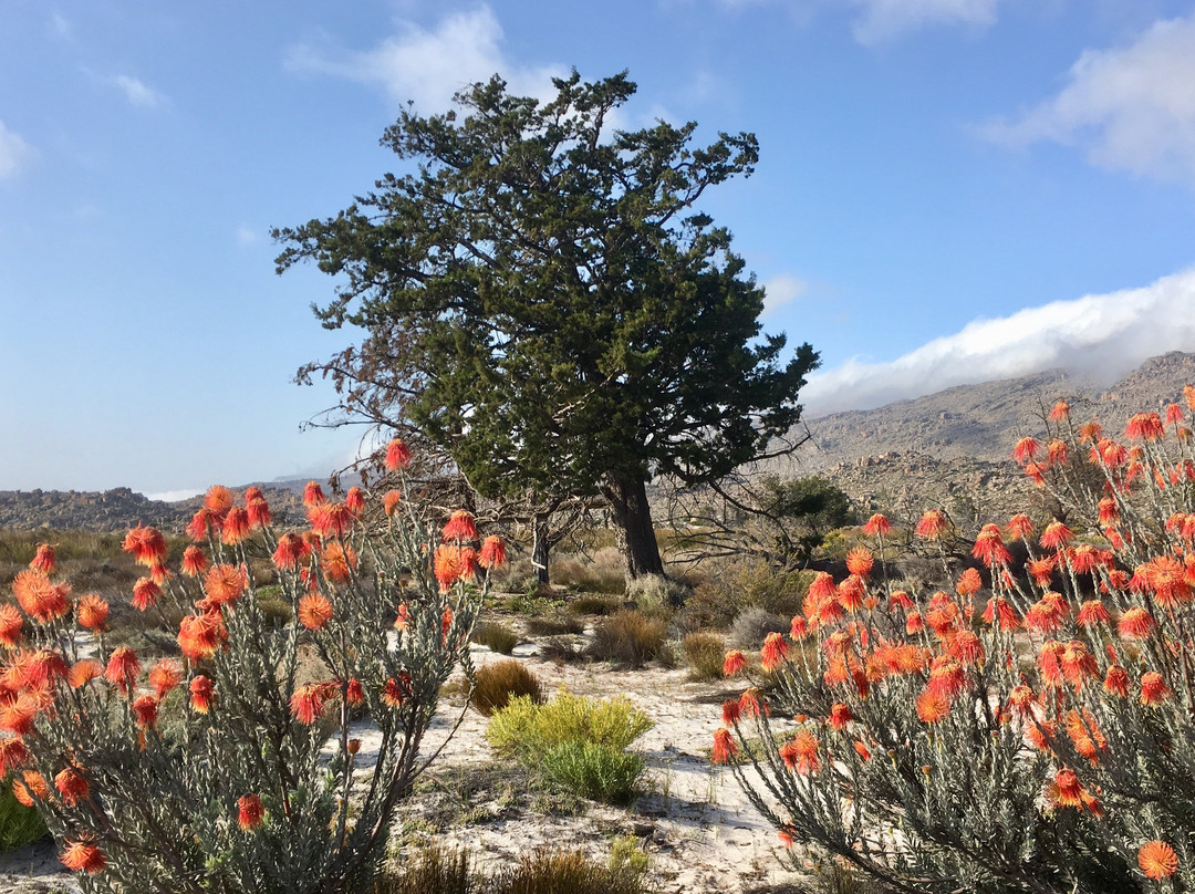 Groot Krakadouw Trail-克兰威廉必去景点