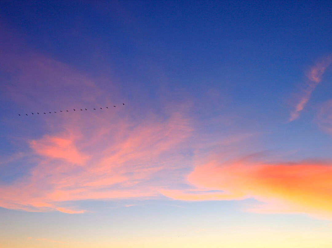 罗斯威尔旅游景点-Bitter Lake National Wildlife Refuge
