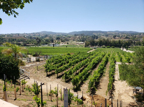 Frangipani Estate Winery-特曼库拉必去景点