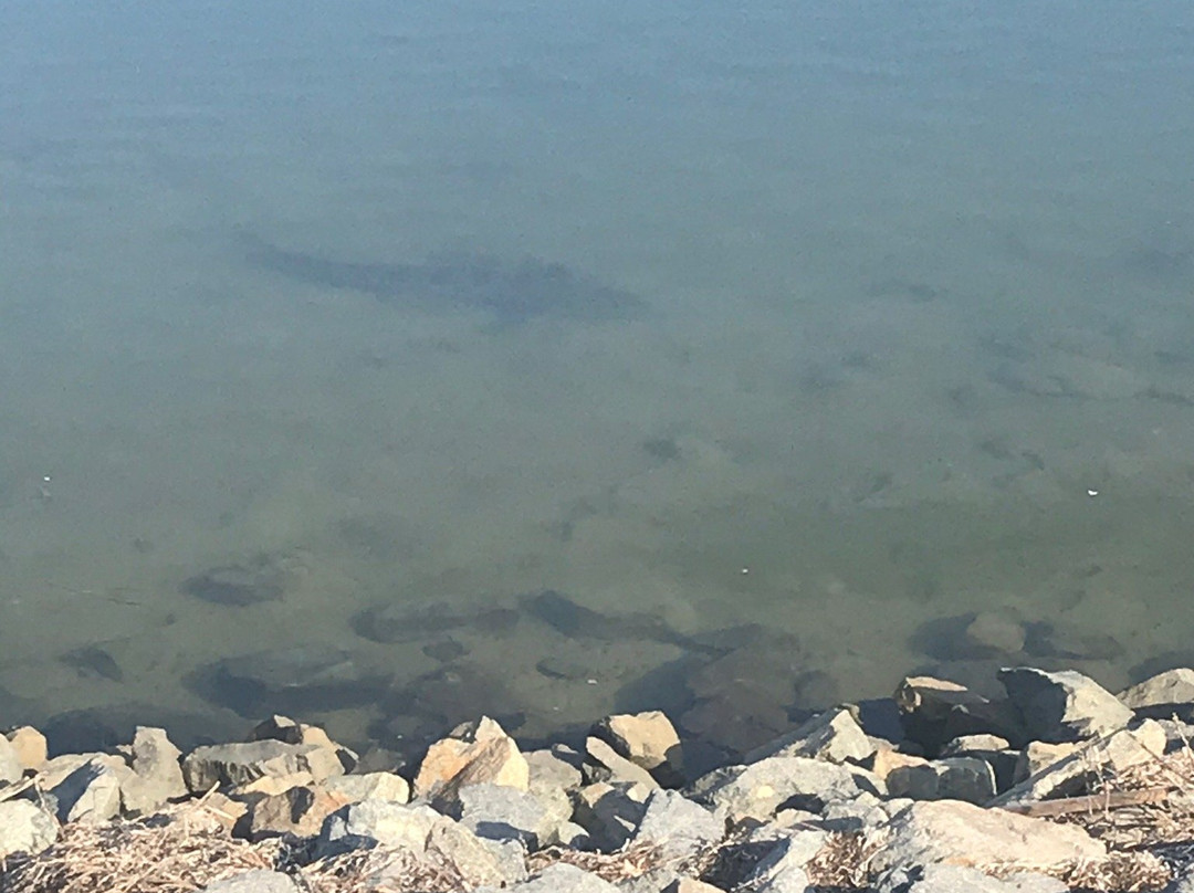 Bolsa Chica Ecological Reserve-亨廷顿海滩必去景点