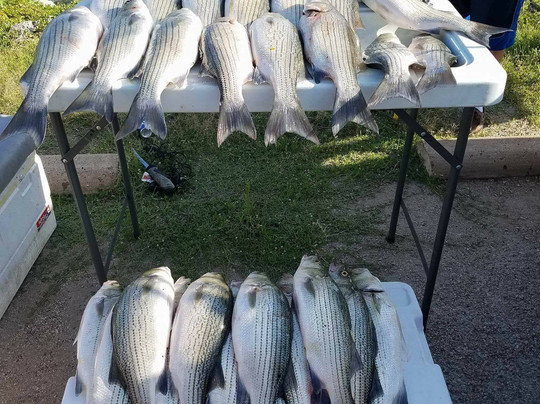 All About Stripes Guide Service-Belton必去景点