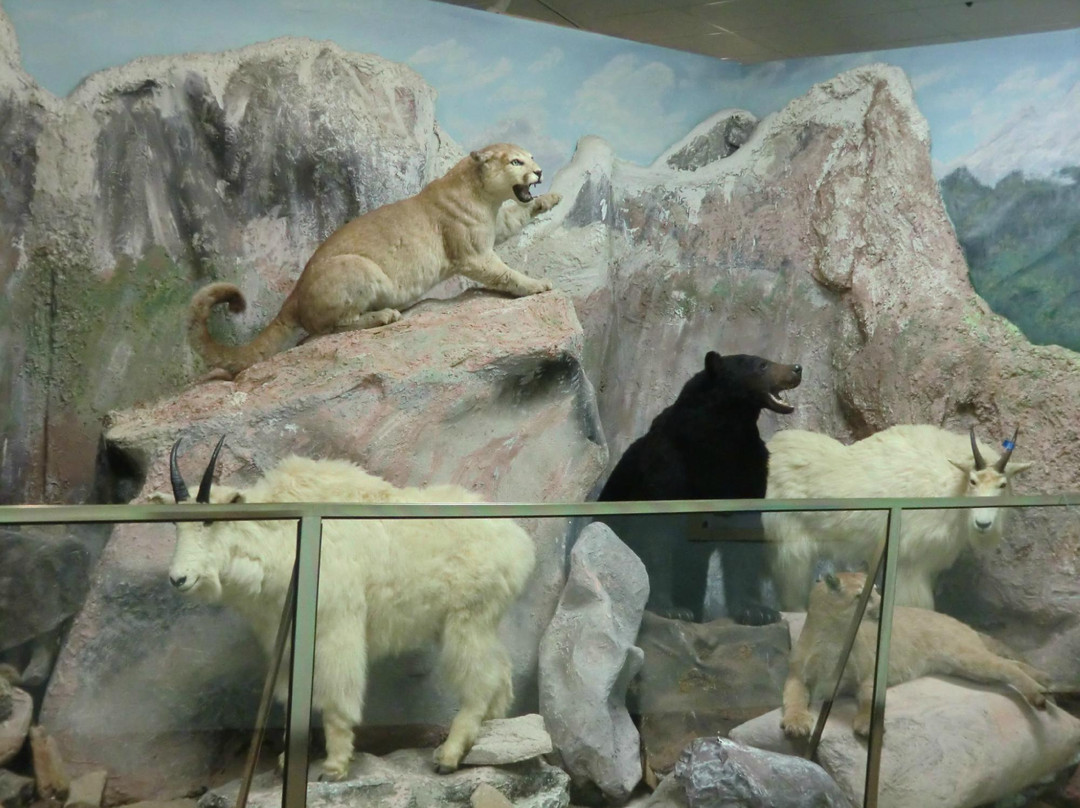 El Campo Museum of Natural History景点图片
