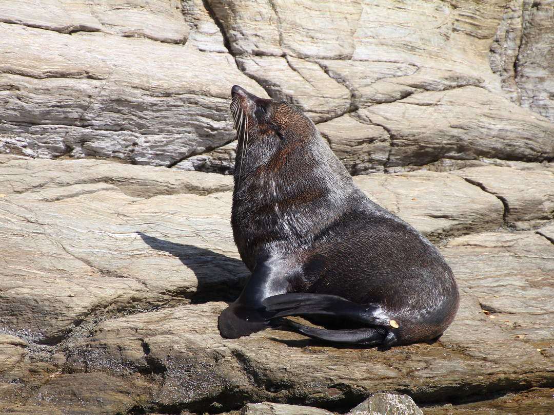 Pelorus Tours - Private Tours景点图片