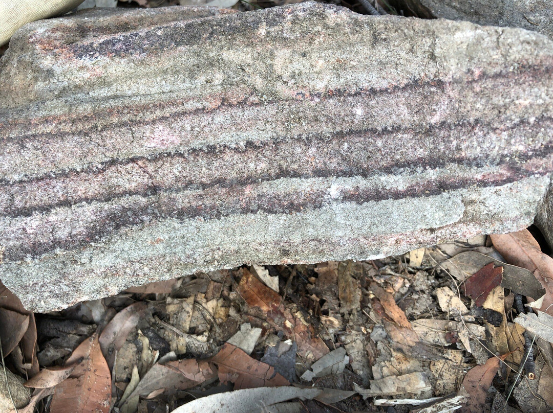 Mount Riverview Fire Trail景点图片