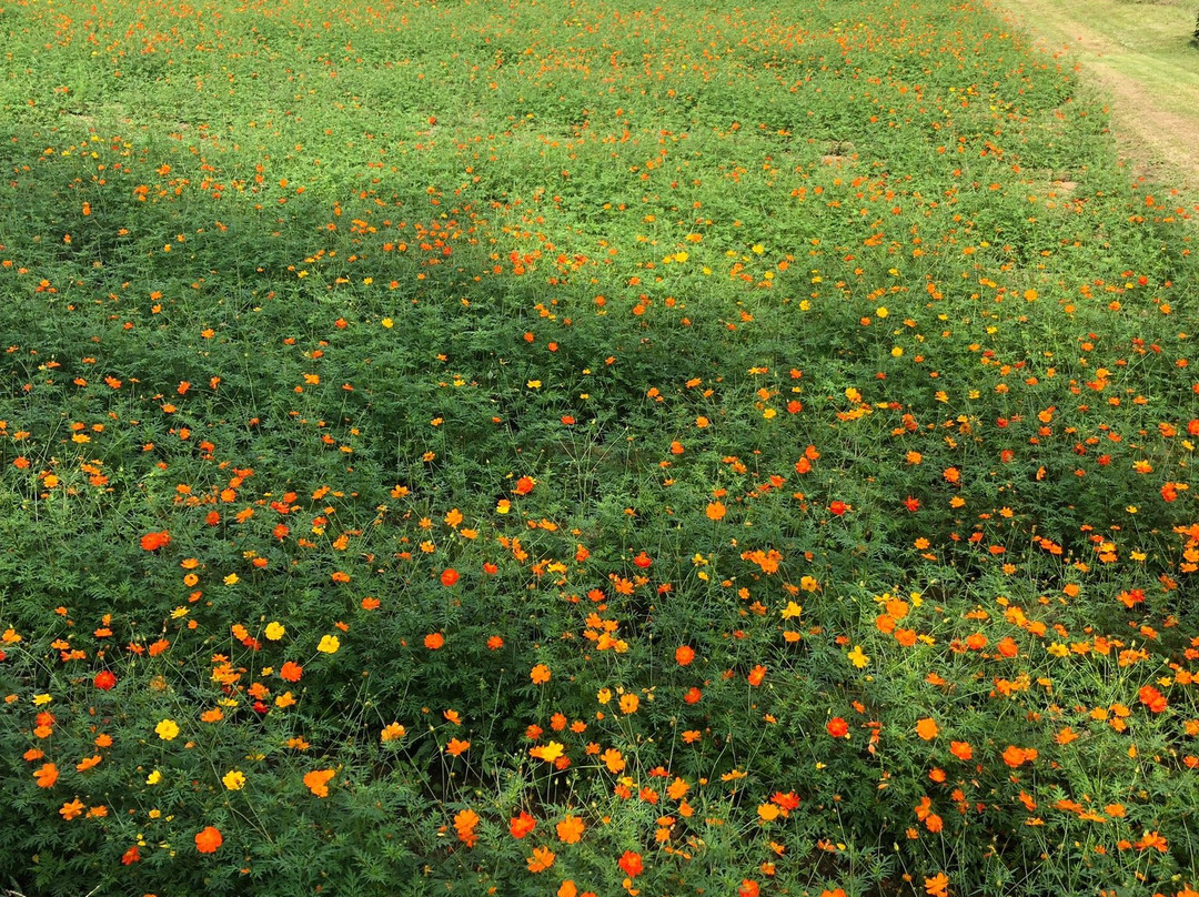 Akebonoyama Agricultural Park-柏市必去景点