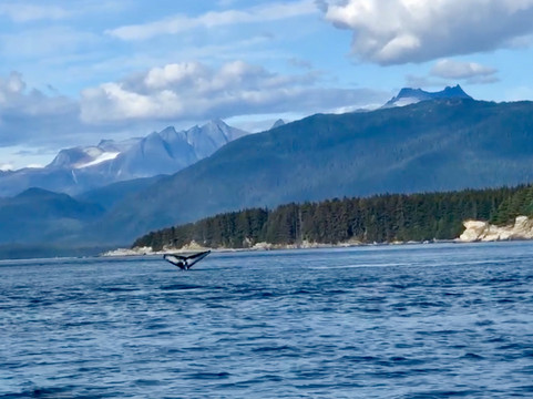 Alaska Humpback Adventures-朱诺必去景点