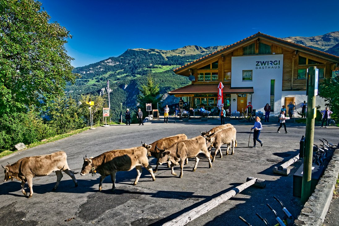 Gasthaus Zwirgi-官方