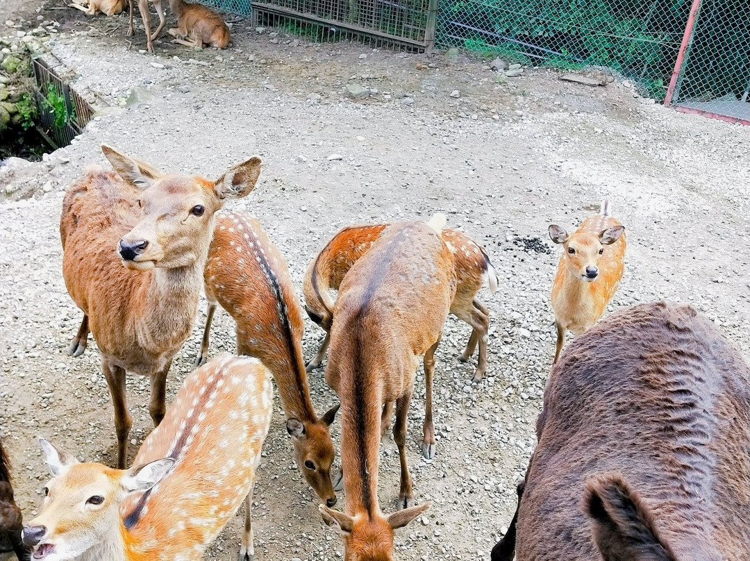 Nasu Safari Park-那须町必去景点