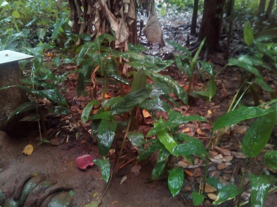 New Ranweli Spice Garden景点图片