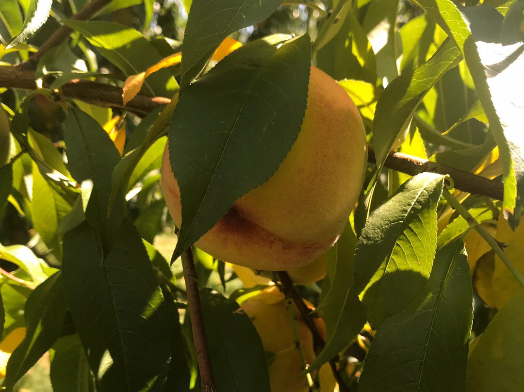 Doe Orchards-Harvard必去景点