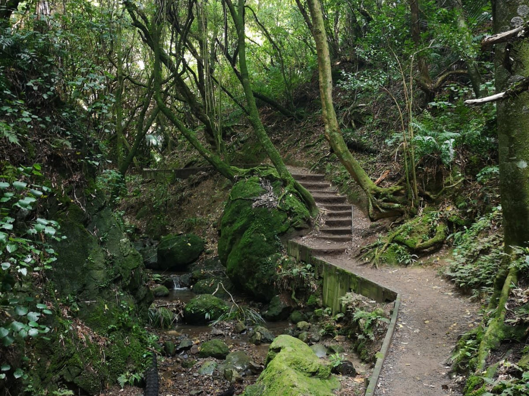 Manawatu Gorge Track景点图片