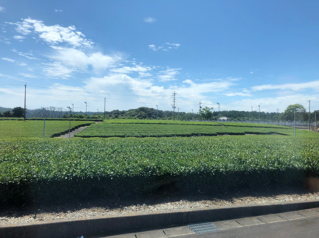 Makinoharadaichi-牧之原市必去景点