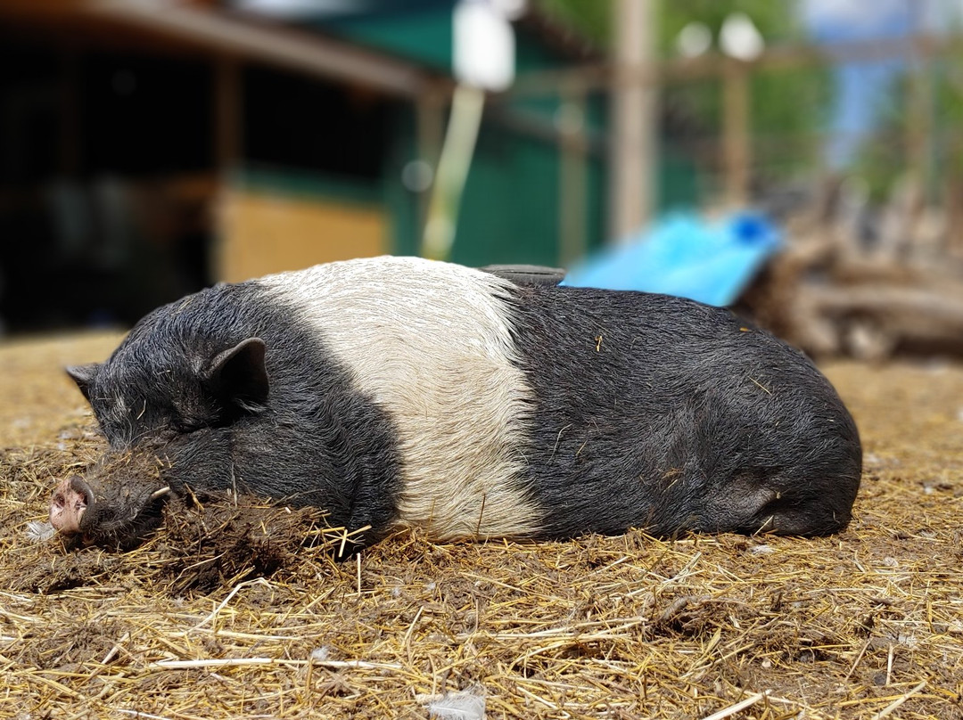 The 10 Acre Woods-Anola必去景点