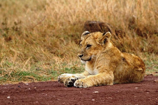 Escursioni Kenya Peperone-瓦塔木必去景点