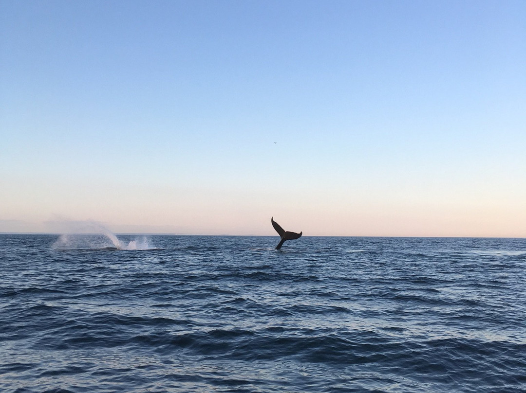 Island Cruises Whalewatching-Campobello Island必去景点