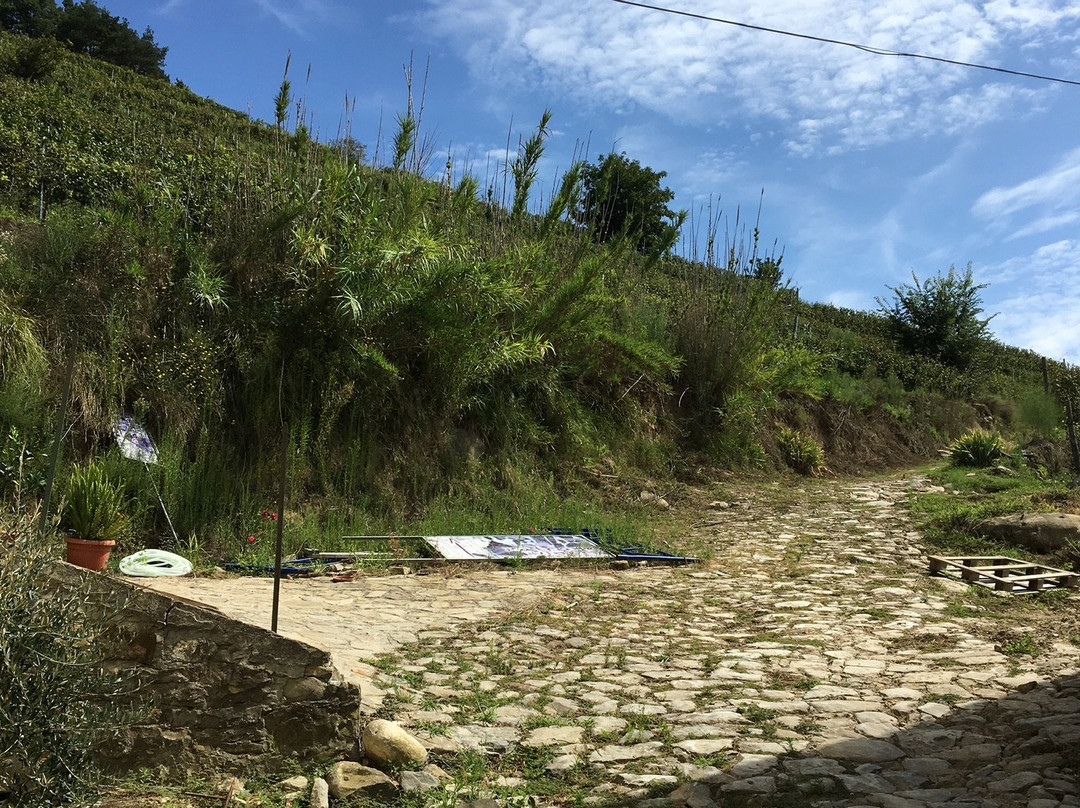 Azienda Agricola Patrone景点图片