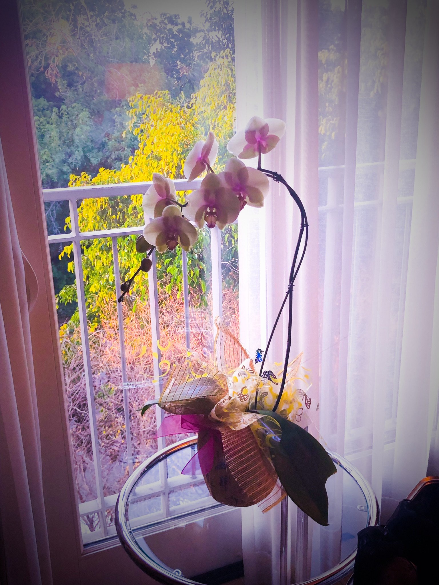 阿玛拉诺博班酒店-portrait