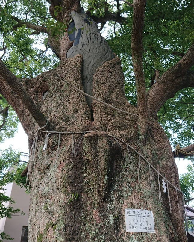 Exposed Camphor Tree-长崎市必去景点