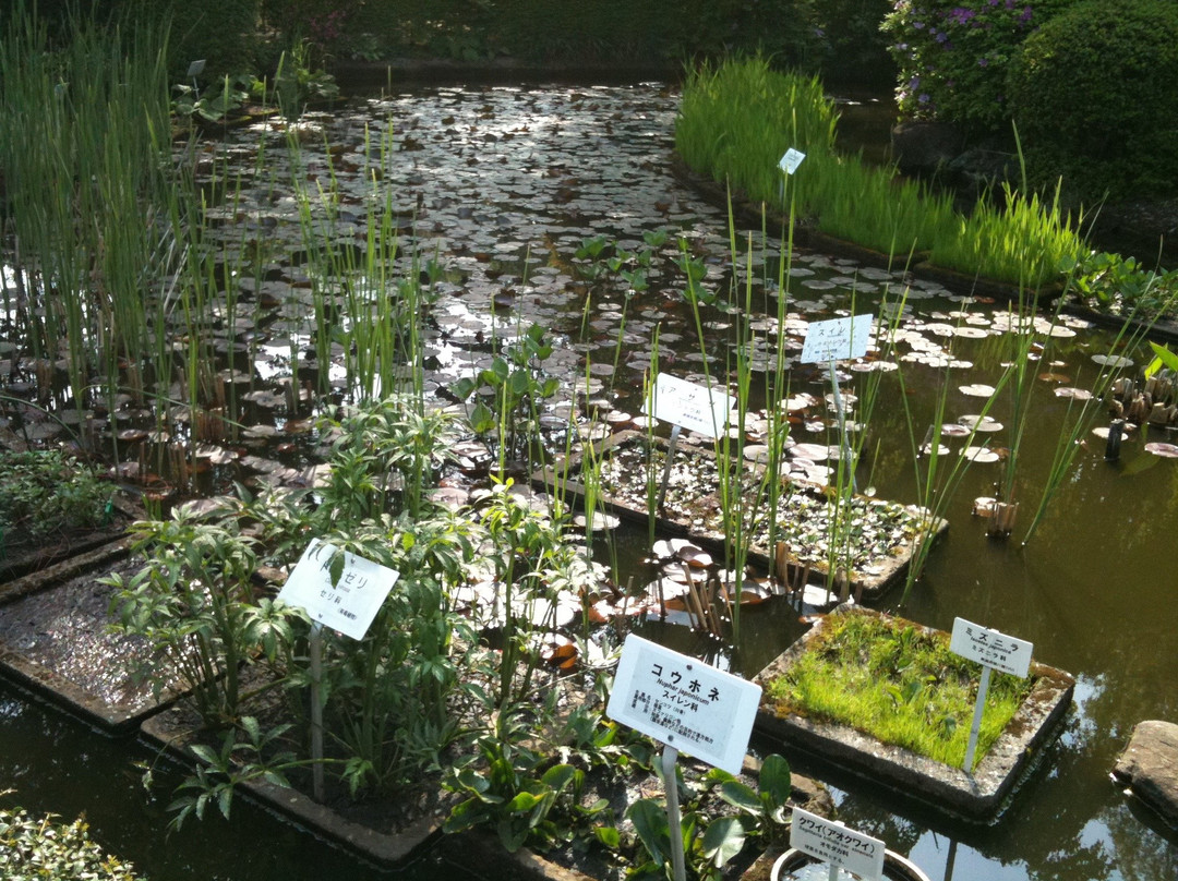 Tokyo Medicobotanical Garden-小平市必去景点