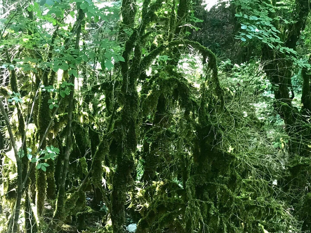 Yenice Ormani-Karabuk必去景点