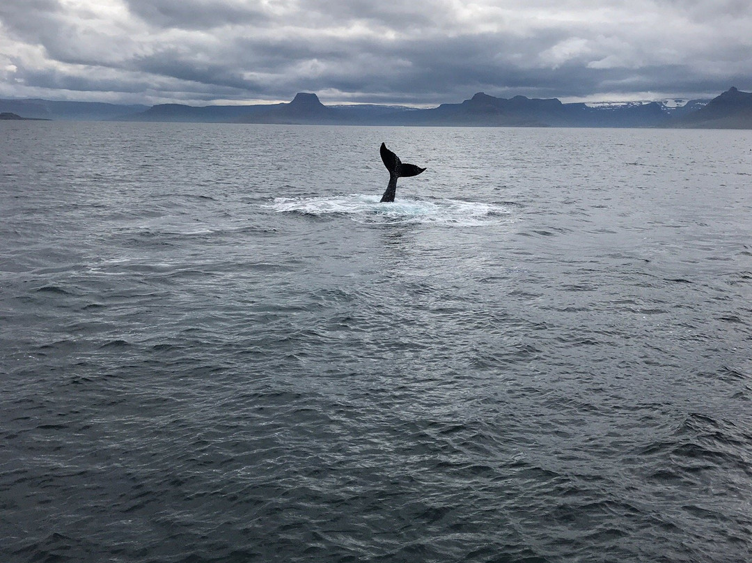 Amazing Westfjords-伊萨菲厄泽必去景点